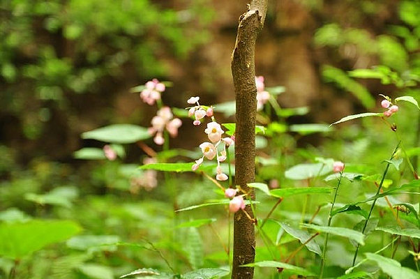 ��Ҷ�뻨���е�����