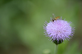 �۷���ѹ�Ӣ��