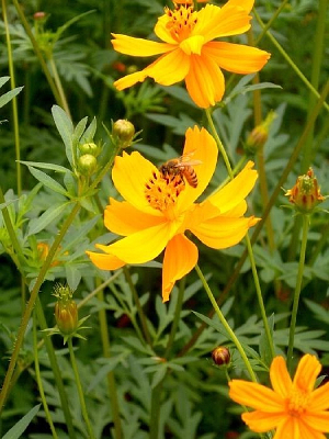 �۷�����Ҷ