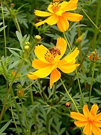 �۷�����Ҷ