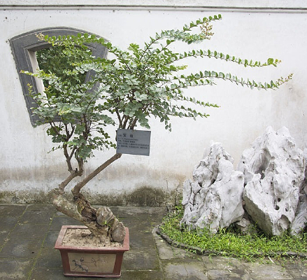 ������ޱ��