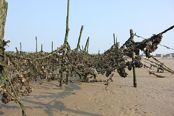 ƽ̶���ߵĺ�����ֳ