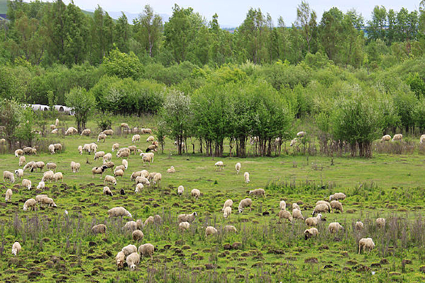 ʪ�������Ⱥ