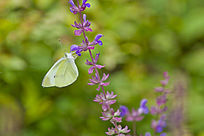 ����޹�²�