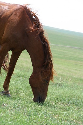 草原上的马
