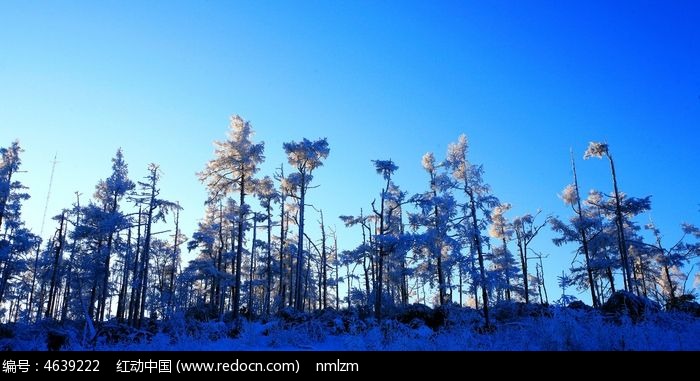 ���˰���ɭ�ֱ�ѩ���ͼƬ