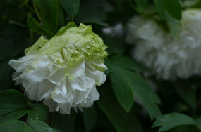 Ⱥ������