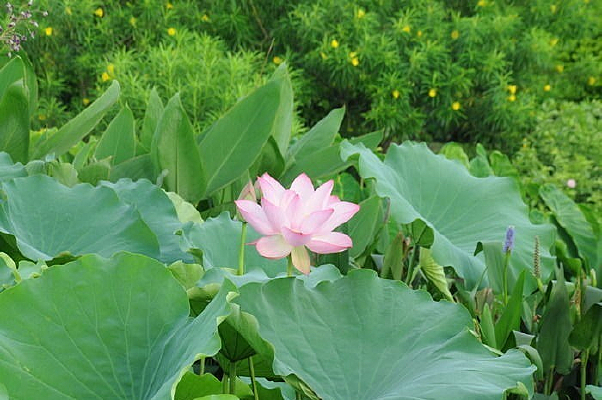 �ɻ� ��Ҷ ���ߺɻ�