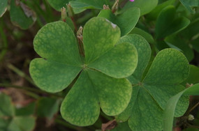 ֲ����Ҷ��