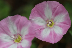 ���Ľ���ɫ��