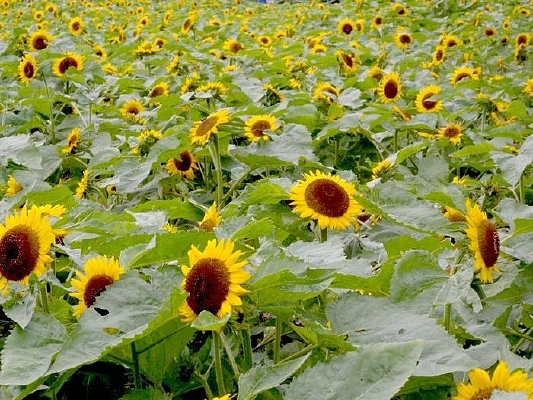 ���տ���