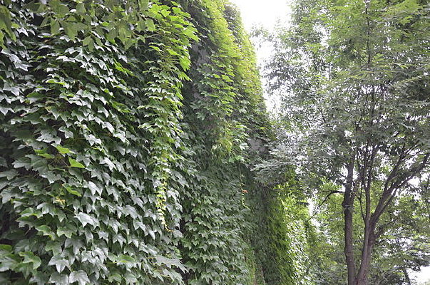 ��ǽ��ɽ��