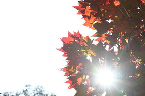 �����Ҷ����ɽ