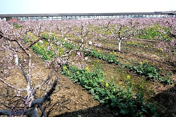 �ۺ�ɫ��ɫʢ��