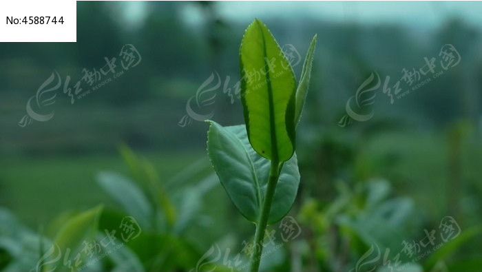 一株山茶叶特写