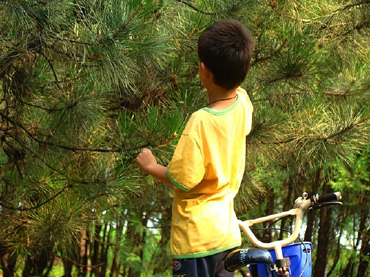 ժ��֦���ӵ���Ӱ