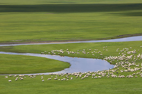 ��ԭ���ϵ���Ⱥ