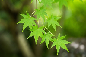 ����ֲ���Ҷ