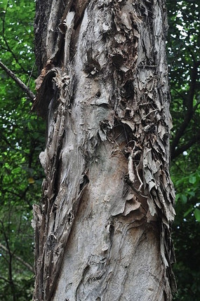 弯曲的树干伸向天空高清图片下载_红动中国