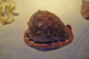 ��ɫ��ɳ��