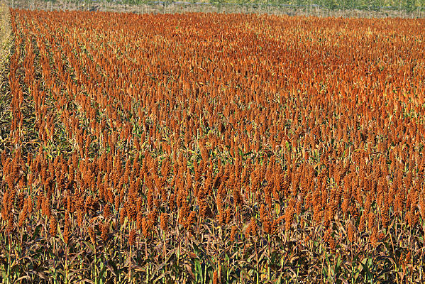 ���ĸ�����