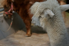 �ɰ�������