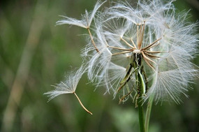 ��ɫ��Ұ�е����Ŷ�