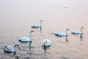 �ٳ�����