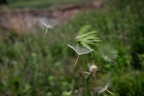 ��Ұ�������ѹ�Ӣ����