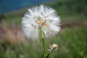 �����ѹ�Ӣ