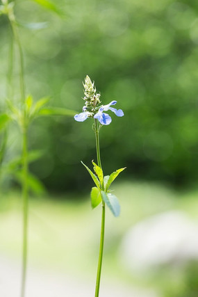 ֲ�����΢�໨�ܻ���