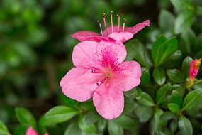 ֲ�ﻨ�ܻ���ž黨����΢��