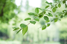 ����֦��