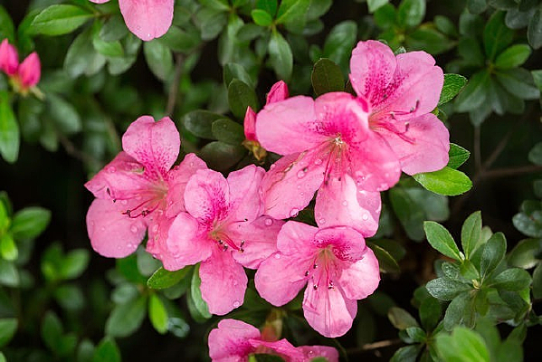 ֲ����Ҷ���ܻ���ž黨΢��