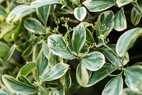 ֲ����Ҷ��߻���