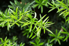 ֲ����Ҷ�Ե���