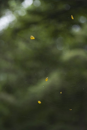 ��Ҷ����