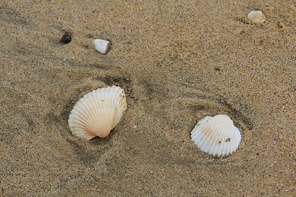 ���ı���