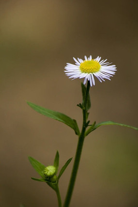 ��Ұ������