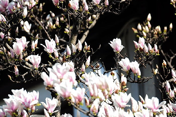 ����Ƭ��