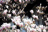 ����Ƭ��