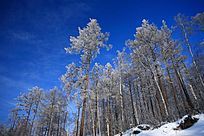 ���˰���ɭ����ڡ