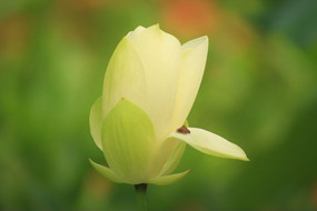 ���������ڰ׺ɻ�