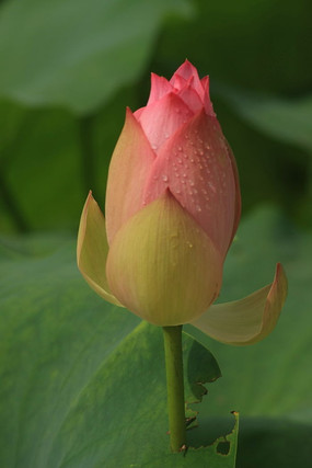 ���������ڷۺɻ�