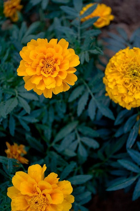 ��ɫ�ջ���д