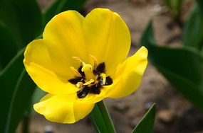 ��ɫ������