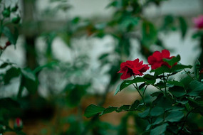 �¼����컨