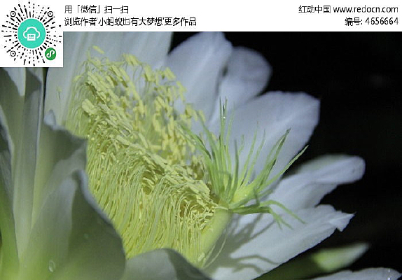 �����Ļ�о