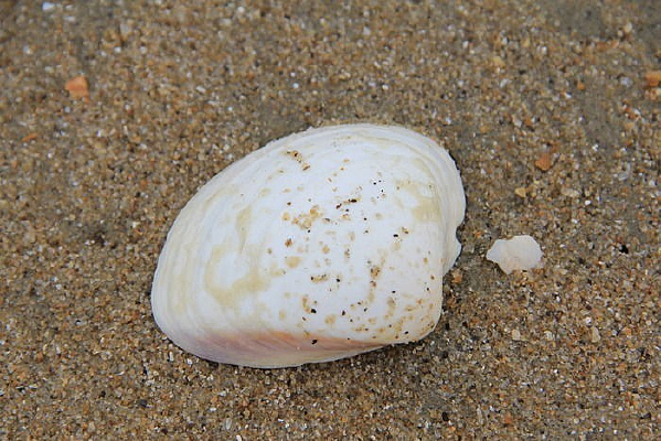 Ư���ı���