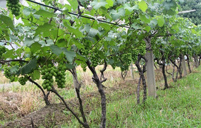 ������ֲ